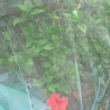 Garden Insect Netting Measuring With A 1Mm Ultra-Fine Plant Cover For Garden Protection. The Mosquito Net Pest Barrier Is Suitable For Vegetable And Fruit Greenhouses, As Well As Raised Bed Covers - 1 Insect-proof Net - View 9