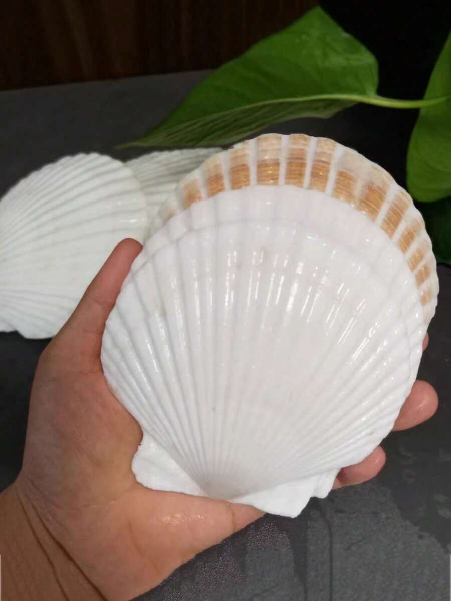 5/15/25/35pcs Natural Scallop Shells, White Beach Shells, Suitable For DIY Crafts And Home Decor - A - View 1