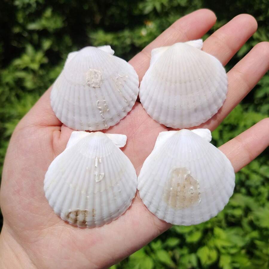 20 個天然扇貝殼,白色海貝殼,從海灘採集,適合 DIY 手作與居家裝飾 - 1 - 查看 1