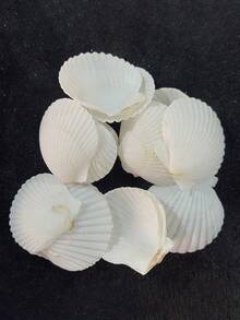 5/15/25/35pcs Natural Scallop Shells, White Beach Shells, Suitable For DIY Crafts And Home Decor - A - View 5