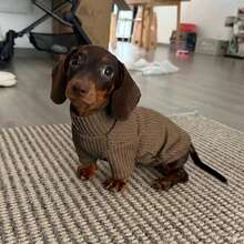 Set Pakaian Hewan Peliharaan Musim Gugur/Dingin 2 Potong, Sweater Rajut & Rompi Bulu, Set Hangat untuk Anjing Dachshund dan Anjing Kecil - Coffee Brown - View 5
