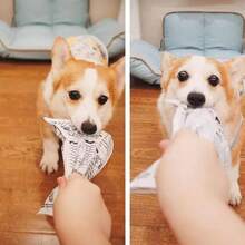 1/100件趣味狗狗報紙咀嚼玩具 Happy Puppy，適合所有犬貓，發出揉紙聲，適用小型/中型/大型犬，布製玩具，緩解無聊與焦慮，可水洗，無需電池，完美寵物禮物 - 彩色 - 查看 4