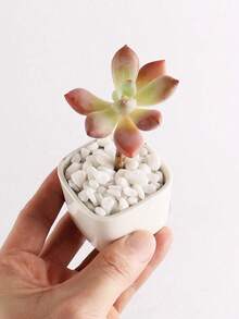 1pc 100/300/500/800g White Pebble Stone For Potted Plants, Succulents, Greenery, Garden, Balcony, Paving, Christmas Tree, Snow-Like Decorative Stone - Multicolor - View 5
