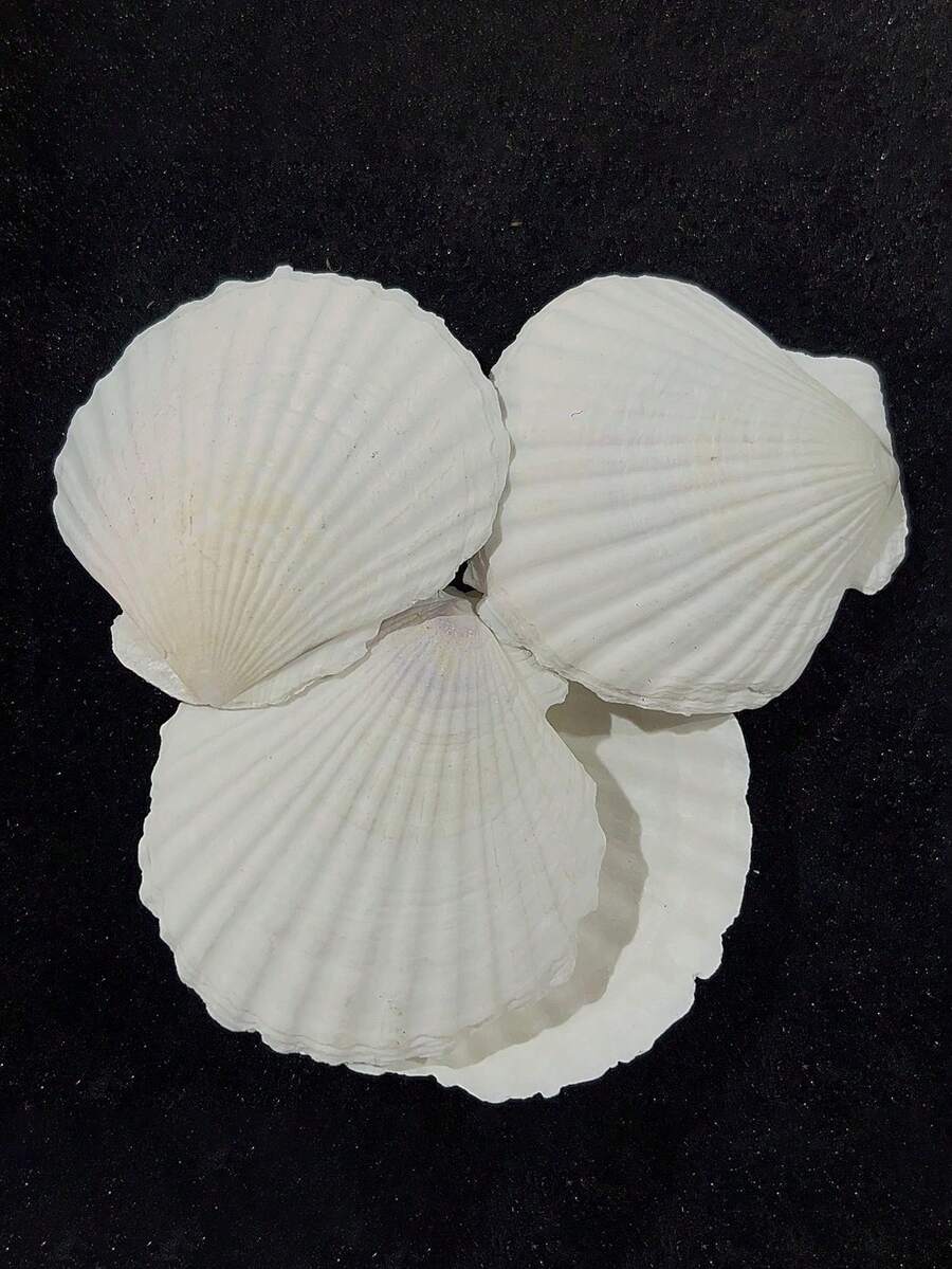 5/15/25/35 buah Cangkang Kerang Alami, Cangkang Pantai Putih, Cocok untuk Kerajinan DIY dan Dekorasi Rumah - A - View 1