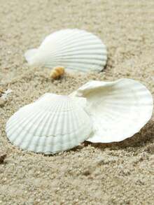 Natural Scallop Shells, White Beach Shells, Suitable For DIY Crafts And Home Decor - A - View 4