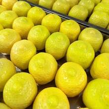 1pc New Color-Changing Lemon Building Block Handmade Ball - ASMR Sensory Stress Relief Toy Building Block Sound Control - Stress Relief Squeaky Handmade Ball - TPR Material - Emotional Healing Toy Emotional Venting Toy Squeeze Toy - Multicolor - View 5