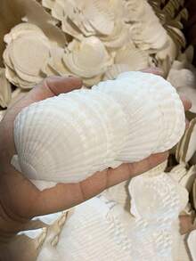 5/15/25/35pcs Natural Scallop Shells, White Beach Shells, Suitable For DIY Crafts And Home Decor - A - View 6