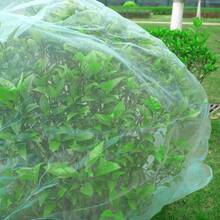 Garden Insect Netting Measuring With A 1Mm Ultra-Fine Plant Cover For Garden Protection. The Mosquito Net Pest Barrier Is Suitable For Vegetable And Fruit Greenhouses, As Well As Raised Bed Covers - 1 Insect-proof Net - View 6