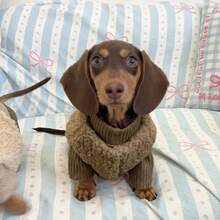 Set Pakaian Hewan Peliharaan Musim Gugur/Dingin 2 Potong, Sweater Rajut & Rompi Bulu, Set Hangat untuk Anjing Dachshund dan Anjing Kecil - Coffee Brown - View 6