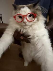 5pcs Assorted Color Mini Pet Eyeglass Frames, Lensless Round Plastic Decorative Glasses, Cute Small Cat Dog Costume Photo Props Accessories - Multicolor - View 5