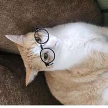 5pcs Assorted Color Mini Pet Eyeglass Frames, Lensless Round Plastic Decorative Glasses, Cute Small Cat Dog Costume Photo Props Accessories - Multicolor - View 3