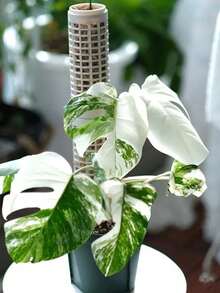 Plant Climbing Trellis,White Interlocking Sphagnum Moss Poles, Plastic Climbing Plant Stakes, Easy To Assemble, For Monstera And Pothos Vines - Multicolor - View 7