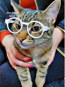 5pcs Assorted Color Mini Pet Eyeglass Frames, Lensless Round Plastic Decorative Glasses, Cute Small Cat Dog Costume Photo Props Accessories - Multicolor - View 2