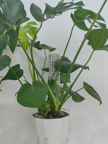 Plant Climbing Trellis,White Interlocking Sphagnum Moss Poles, Plastic Climbing Plant Stakes, Easy To Assemble, For Monstera And Pothos Vines - Multicolor - View 4