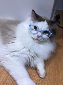 5pcs Assorted Color Mini Pet Eyeglass Frames, Lensless Round Plastic Decorative Glasses, Cute Small Cat Dog Costume Photo Props Accessories - Multicolor - View 6