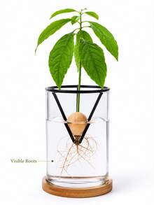 2/1pc Avocado Seed Growing Rack, Triangular Metal Plant Sprouting Stand, Glass Jar Seed Starter Rack, Reusable Avocado Pit Growth Support, Indoor Hydroponic Plant Propagation Accessory, Home Desktop Decor Seed Hanging Stand - Multicolor - View 4