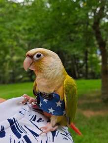 Parrot Flight Suit & Leash Set, Small Bird Outdoor Walking Harness, Anti-Escape Anti-Fly-Away Breathable Pet Bird Supplies - Multicolor - View 3