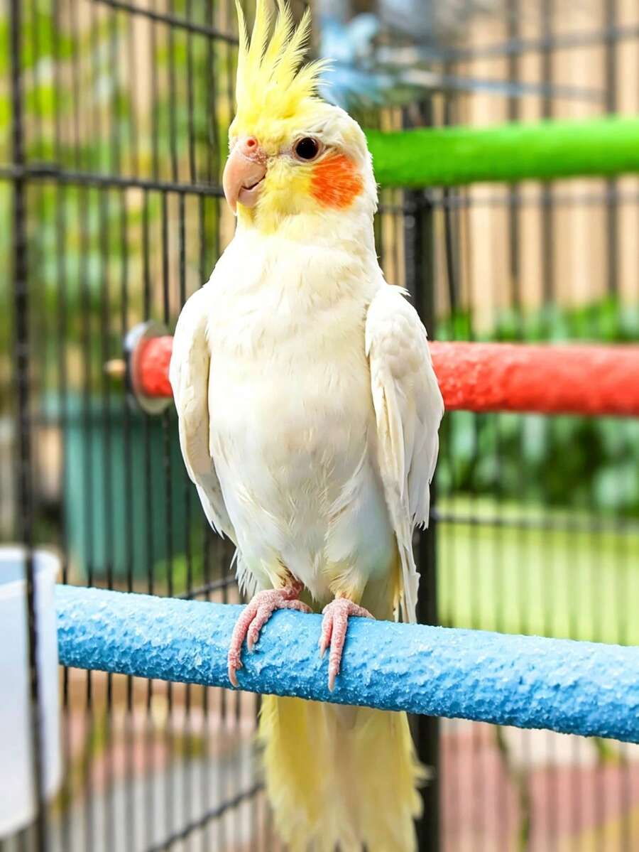 1pc Bird Beak Grinding Chewing Toy, Parrot Calcium Perch, Bird Standing Platform, Cage Accessory, Suitable For Budgies, Cockatiels, Lovebirds, Canaries - Multicolor - View 1