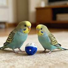 15pcs/10pcs/5pcs/1pc Bird Bell Ball Toy, Jingle Sound, Diameter 3.8cm (1.5 Inches), Colorful Cat Teaser Dog Teaser Parrot Toy Ball, Built-In Bell, Interactive Bird Cage Toy, Suitable For Budgies, Cockatiels, Lovebirds And Other Small Birds, Perfect Holiday Gift For Pets, Sound Toy Ball Cat Toys/Bird Accessories/Bird Toys - View 3