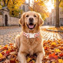 Lionheart Glory Fall Dog Collar Maple Leaf Print Pet Collar Small Medium Large Dog Collars - Burnt Orange - View 4