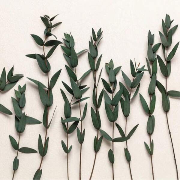 10/20/30/50pcs DIY Artificial Eucalyptus Leaves, Convenient Mini Decorative Eucalyptus Leaves, Spring/Summer Holiday Artificial Fine Leaves, Realistic Home Wreath Decoration Gift, Valentine's Day Birthday Graduation Gift, Artificial Plants