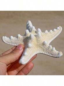6pcs Natural Seashell, Five-Finger Starfish, Mantis Shrimp Specimen, Mediterranean Style Platform Decor, Ocean Wall Decor Series Home Decoration - Multiple Styles - View 9