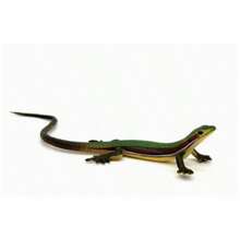 Lizard Cat Toy, Durable Plastic Realistic Reptile Toy, Battery-Free Interactive Chew Toy, Suitable For Indoor Play And Training For Kittens 6 Months+ And Adult Cats - 1 - View 6