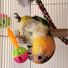 2pcs Random Color Parrot Rattle Bird Toy Bird Training Toy Hand Rattle - A+B - View 3