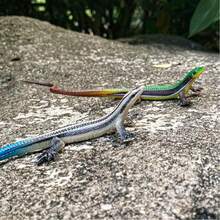 Lizard Cat Toy, Durable Plastic Realistic Reptile Toy, Battery-Free Interactive Chew Toy, Suitable For Indoor Play And Training For Kittens 6 Months+ And Adult Cats - 1 - View 4
