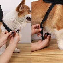 Pet Bat Wings, For Cats, Halloween Party Decoration, Dog Leash And Collar, Bat Cosplay Costume, Cute Puppy And Kitten Costume Accessories - Multicolor - View 7