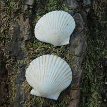 5/15/25/35pcs Natural Scallop Shells, White Beach Shells, Suitable For DIY Crafts And Home Decor - A - View 8