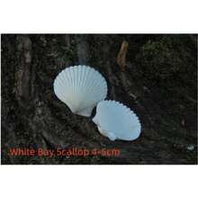 Natural Scallop Shells, White Beach Shells, Suitable For DIY Crafts And Home Decor - A - View 10
