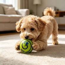 1pc Large Wobbling Dog Toy Ball, Makes Funny Rattling Sound When Shaken, Squeaky Dog Toy Ball, Teething Ball, Training Teeth Cleaning Ball, Suitable For Indoor And Outdoor Use, Gift For Medium And Large Dogs - Multicolor - View 3