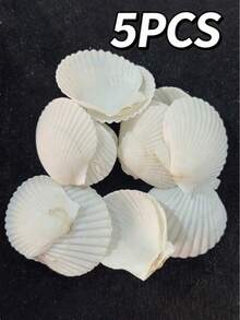 5/15/25/35pcs Natural Scallop Shells, White Beach Shells, Suitable For DIY Crafts And Home Decor - A - View 12