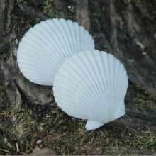 Natural Scallop Shells, White Beach Shells, Suitable For DIY Crafts And Home Decor - A - View 9