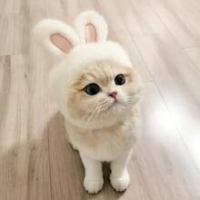 1PC Cute Bunny Ear Hat For Cats And Small Dogs, Soft Plush Rabbit Ear Pet Headwear, Adorable Animal Costume Accessory For Pet Photos, Halloween Parties, Festivals, Birthday Celebrations And Everyday Dress-Up - Multicolor - View 6