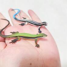 Lizard Cat Toy, Durable Plastic Realistic Reptile Toy, Battery-Free Interactive Motion Chewing Toy, Suitable For Indoor Play And Training For Kittens And Adult Cats 6 Months And Older - A - View 1