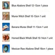Large Conch Shell, Gold Conch, Large Frog Conch, Stone Number Conch, White Coral, Starfish Decor (Can Be Blown) Fish Tank Landscape Home Decor Ornament, Aquarium Decoration, Living Room Decor Ornament - Multicolor - View 6