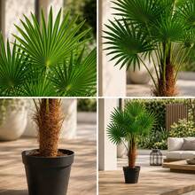 Artificial Palm Tree KLACK 95 Cm, Realistic Decorative Tropical Plant For Home And Office - Green - View 4