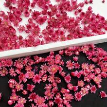 140 PCS Tiny Small Art Flowers For Soap Making DIY Candle Jewelry Earrings Epoxy Molds DIY Candles Soap Making - Hot Pink - View 1