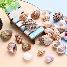 100g Natural Shells 0.39-1.57 Inch Unpolished Asymmetrical Assorted Shells, Suitable For Jewelry Making Supplies - DIY Handmade Beach Wedding Party Fish Tank Decoration, Gift - Set - View 2
