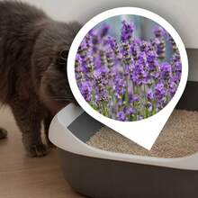 5L Lavender Bentonite Clumping Cat Litter, Fine-Grain Dust-Free Kitty Litter With High Absorbency & Odor Control, Natural Light Grey Litter For Open & Covered Cat Litter Boxes - kg - View 4
