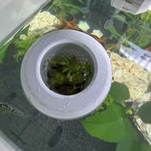 1PC 3D Printed Floating Aquarium Planting Basket Plastic Decorative Hydroponic Plant Basket Growing Pots Coexistence Floating Pot - A - View 8