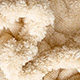 Milk Coffee Color