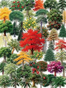 56/112pcs Realistic Tree PET Stickers, Transparent Forest Natural Fruit Tree Decals, Cute Nature Decorative Material, Suitable For Scrapbooking, Planner, Party Favors And Classroom DIY Art Crafts - Multicolor - View 1