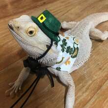 Lizard Hat And Clothes - Costume For Reptile Pets To Transform Into A Lizard For Outdoor Walks - Small Hat Pattern - View 4