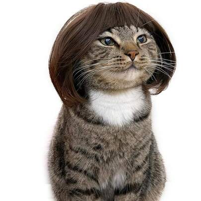 1pc Pet Cat Wig Dog Wig Pet Supplies Halloween Pet Accessories Curly Straight Hair Cat Wig