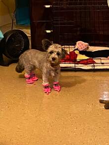 Premium Drawstring Closure Pet Boots, Reflective Strip Decoration, Fine Stitching Craftsmanship, Adjustable Drawstring Buckle, Anti-Slip Paw Protection Socks Shoes, Suitable For Small Dogs - Pink - View 8