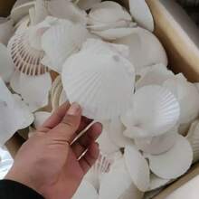 5/10個大號白色扇貝殼，10.16cm-12.7cm，天然海貝殼，適用於DIY手工、繪畫、海灘婚禮裝飾與居家裝飾，大包裝光滑亮面貝殼 - 白色 - 查看 10