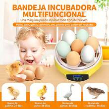 Egg Handling Supplies - US A Type Plug(110-127V) - View 6